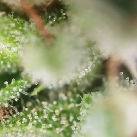 Apple fritter auto 8l growlog photo: Trichome sind überwiegend milchig. Der Rest bernstein und ein paar glässigre.