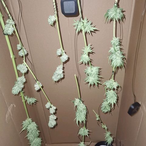 Apple fritter auto 8l growlog timeline photo