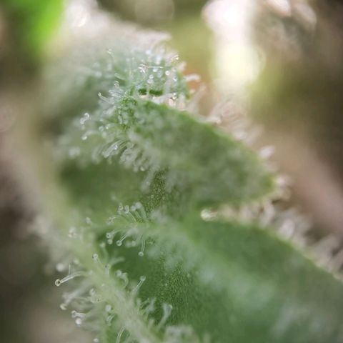 Royal Auto jack/runtz 11l growlog photo: Jack trichome: überwiegend milchig und glässrig. Nur der haed hatt bernstein. 