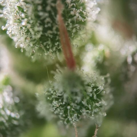 Royal Auto jack/runtz 11l growlog photo: Jack trichome: überwiegend milchig und glässrig. Nur der haed hatt bernstein. 