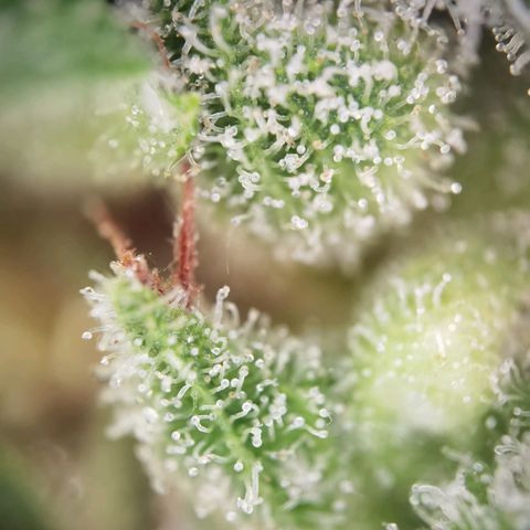 Royal Auto jack/runtz 11l growlog photo: Jack trichome: überwiegend milchig und glässrig. Nur der haed hatt bernstein. 
