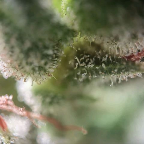 Royal Auto jack/runtz 11l growlog photo: Jack trichome: überwiegend milchig und glässrig. Nur der haed hatt bernstein. 