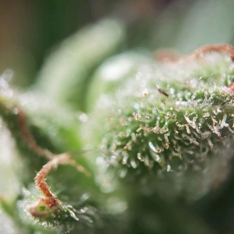 Royal Auto jack/runtz 11l growlog photo: Jack trichome: überwiegend milchig und glässrig. Nur der haed hatt bernstein. 