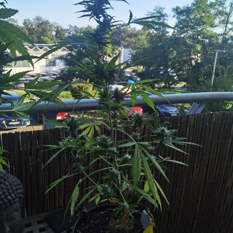 Royal runtz 3l growlog timeline photo