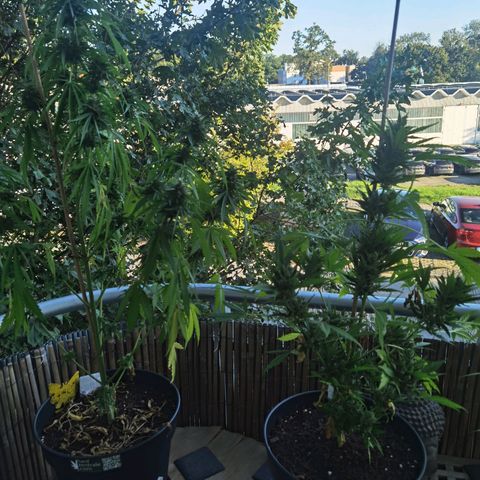 Royal Auto jack/runtz 11l growlog timeline photo
