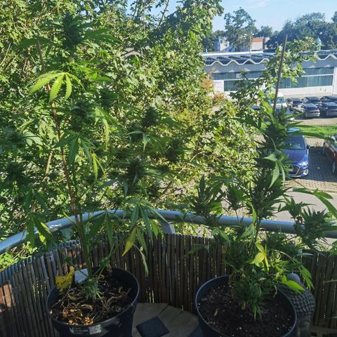 Royal Auto jack/runtz 11l growlog timeline photo