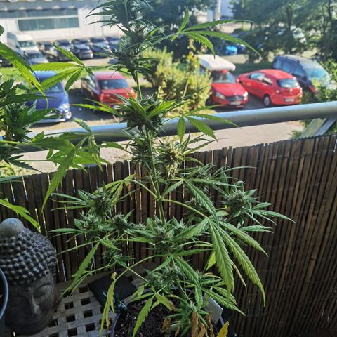 Royal runtz 3l growlog timeline photo