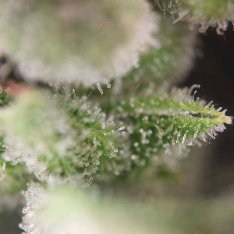 Royal Auto jack/runtz 11l growlog photo: Jack 