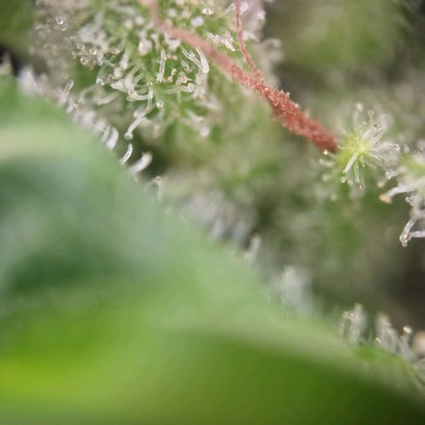 Royal Auto jack/runtz 11l growlog photo: Jack 