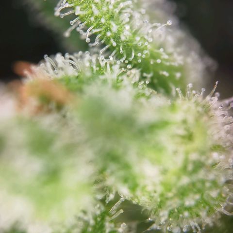 Royal Auto jack/runtz 11l growlog photo: Jack 
