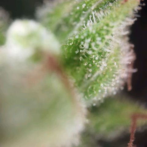 Royal Auto jack/runtz 11l growlog photo: Jack 