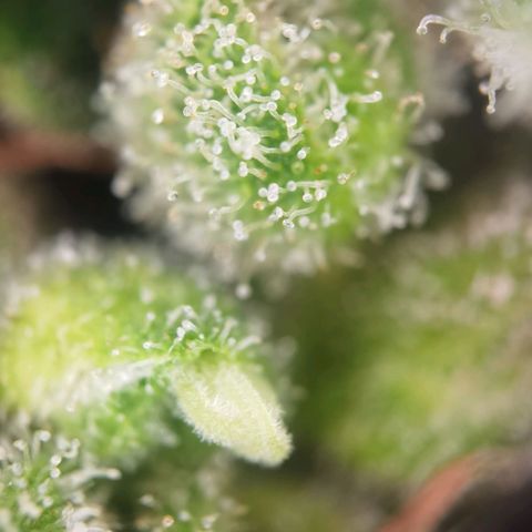 Royal Auto jack/runtz 11l growlog photo: Jack 