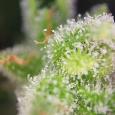 Royal Auto jack/runtz 11l growlog photo: Jack 