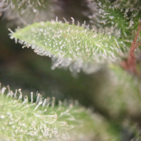 Royal Auto jack/runtz 11l growlog photo: Jack 