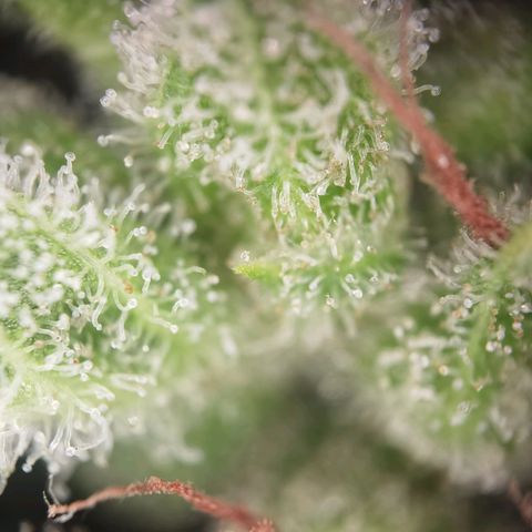Royal Auto jack/runtz 11l growlog photo: Jack 