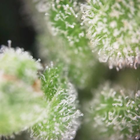Royal Auto jack/runtz 11l growlog photo: Jack 