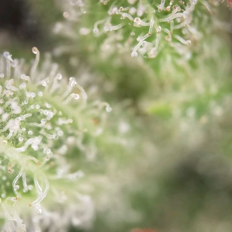 Royal Auto jack/runtz 11l growlog photo: Jack: head bud