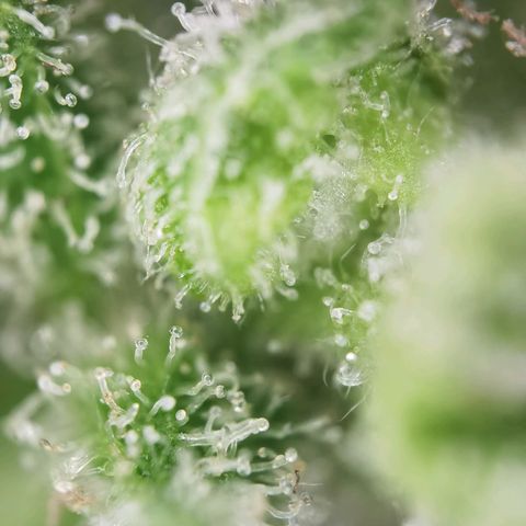Royal Auto jack/runtz 11l growlog photo: Jack: head bud