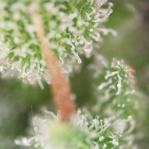 Royal Auto jack/runtz 11l growlog photo: Jack: head bud