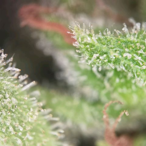 Royal Auto jack/runtz 11l growlog photo: Jack: head bud