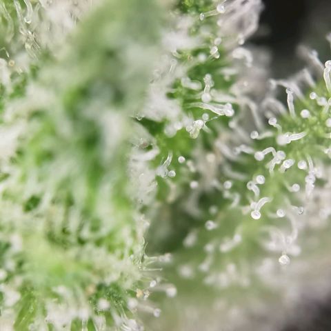 Royal Auto jack/runtz 11l growlog photo: Jack: Seiten Triebe