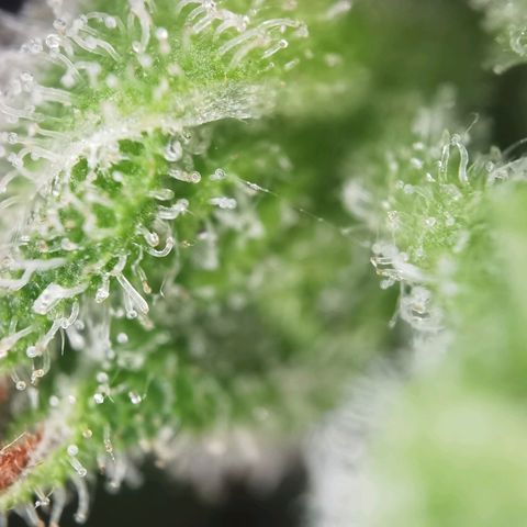 Royal Auto jack/runtz 11l growlog photo: Jack: Seiten Triebe