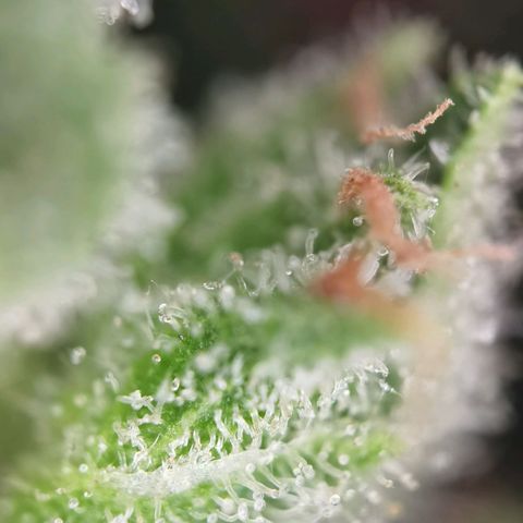 Royal Auto jack/runtz 11l growlog photo: Jack: Seiten Triebe