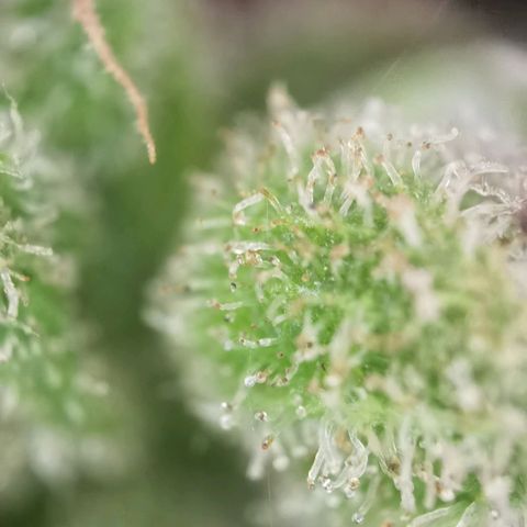 Royal Auto jack/runtz 11l growlog photo: Jack: head bud