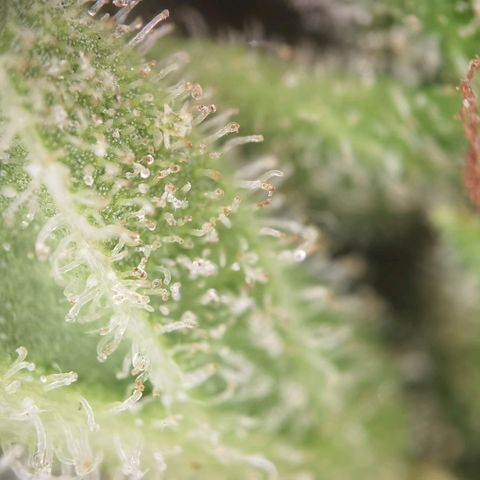 Royal Auto jack/runtz 11l growlog photo: Jack: head bud