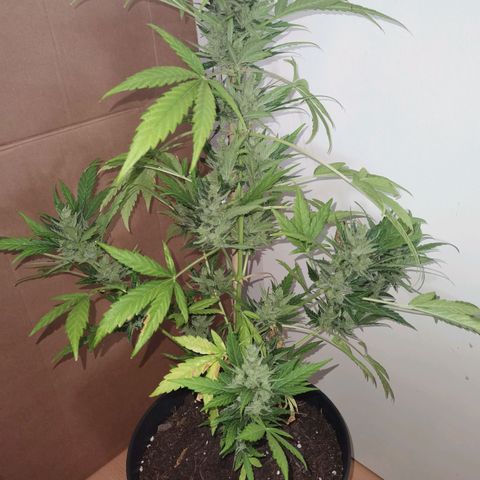 Royal Auto jack/runtz 11l growlog photo: Jack: beschnitten und aufgehangen. Neben der Apple fritter im Karton. 