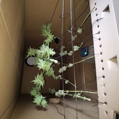 Royal Auto jack/runtz 11l growlog photo: Jack: beschnitten und aufgehangen. Neben der Apple fritter im Karton. 