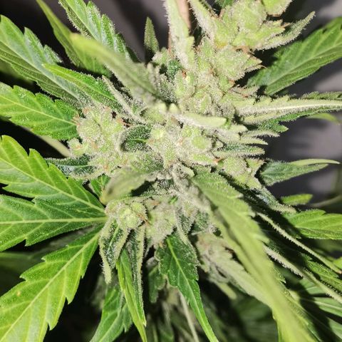Royal Auto jack/runtz 11l growlog photo: Jack: beschnitten und aufgehangen. Neben der Apple fritter im Karton. 