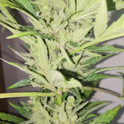 Royal Auto jack/runtz 11l growlog photo: Jack: beschnitten und aufgehangen. Neben der Apple fritter im Karton. 