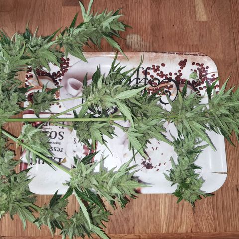 Royal Auto jack/runtz 11l growlog photo: Jack: beschnitten und aufgehangen. Neben der Apple fritter im Karton. 