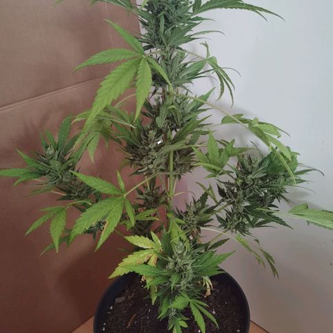 Royal Auto jack/runtz 11l growlog photo: Jack: beschnitten und aufgehangen. Neben der Apple fritter im Karton. 