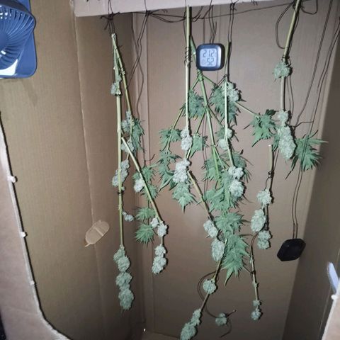 Royal Auto jack/runtz 11l growlog photo: Jack: beschnitten und aufgehangen. Neben der Apple fritter im Karton. 