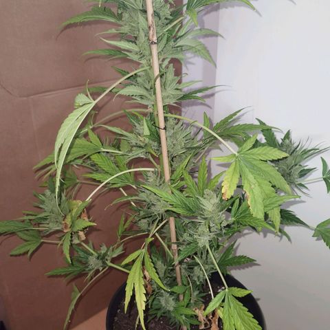 Royal Auto jack/runtz 11l growlog photo: Jack: beschnitten und aufgehangen. Neben der Apple fritter im Karton. 