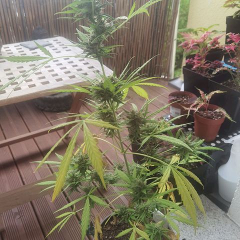 Royal runtz 3l growlog timeline photo