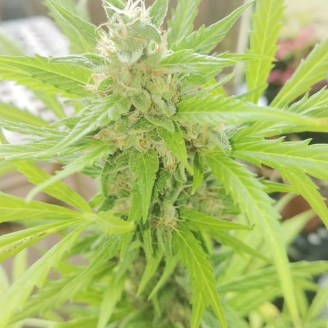 Royal runtz 3l growlog timeline photo