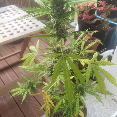 Royal runtz 3l growlog timeline photo