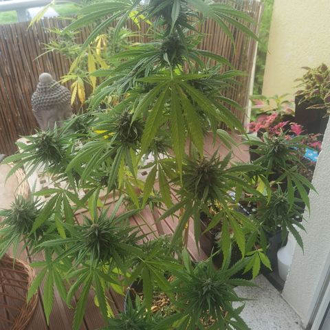 Royal Auto jack/runtz 11l growlog timeline photo