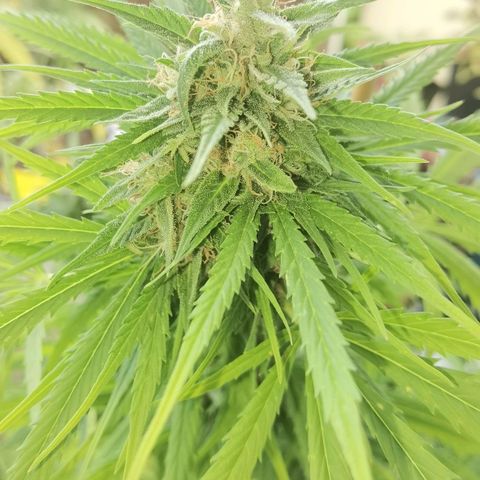 Royal Auto jack/runtz 11l growlog timeline photo