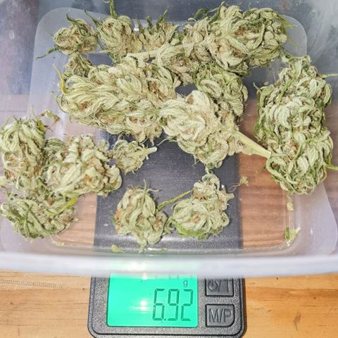 Apple fritter auto 8l growlog timeline photo