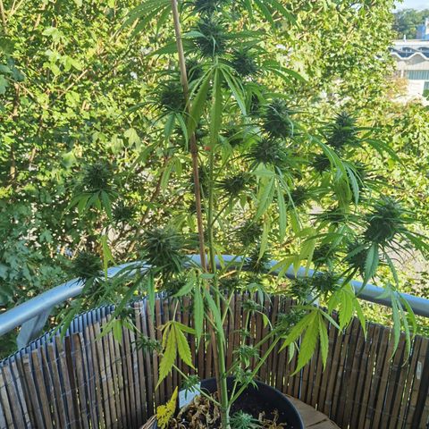 Royal Auto jack/runtz 11l growlog timeline photo