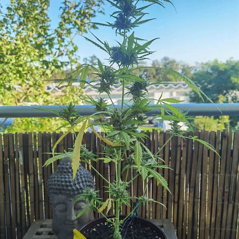 Royal runtz 3l growlog timeline photo