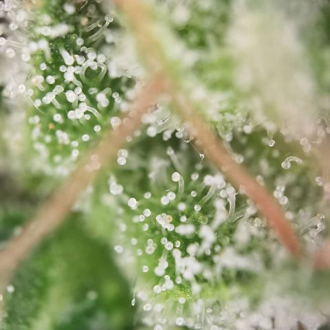 Royal Auto jack/runtz 11l growlog photo: Headbud