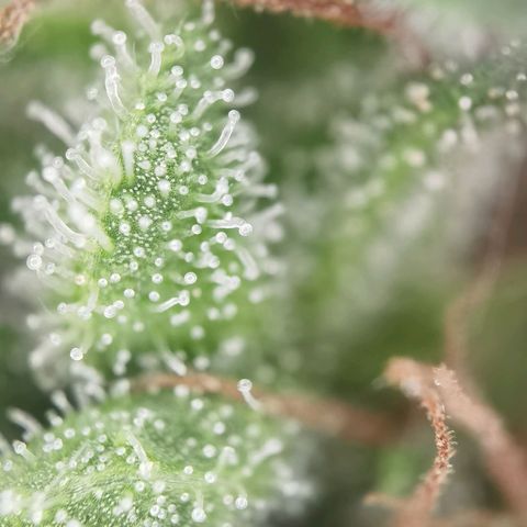 Royal Auto jack/runtz 11l growlog photo: Headbud
