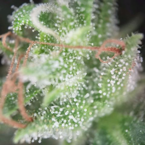 Royal Auto jack/runtz 11l growlog photo: Neben bud 