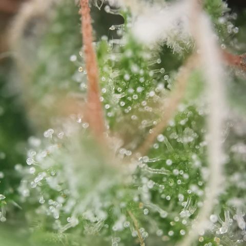 Royal Auto jack/runtz 11l growlog photo: Headbud