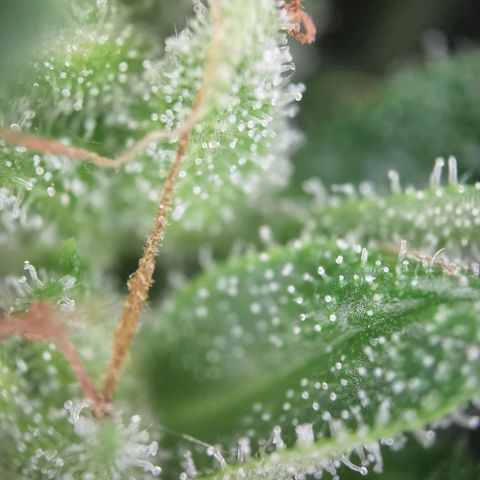 Royal Auto jack/runtz 11l growlog photo: Neben bud 